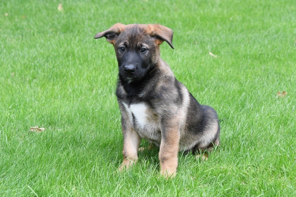 Chiot Mechelse Herder à vendre (garçon), Chien (mâle), Maladie de Carré (chiens), Un chien, Belgique