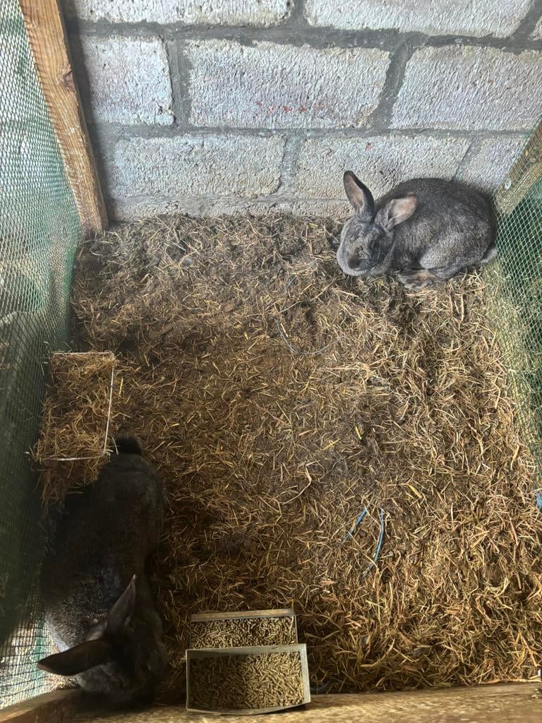 Vlinder konijnen, Dieren en Toebehoren, Pluimvee