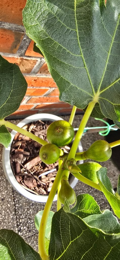 Vijgenboom  Ficus Carica  vijgen boom cast	   1v9, Ophalen, Minder dan 100 cm, Volle zon, In pot