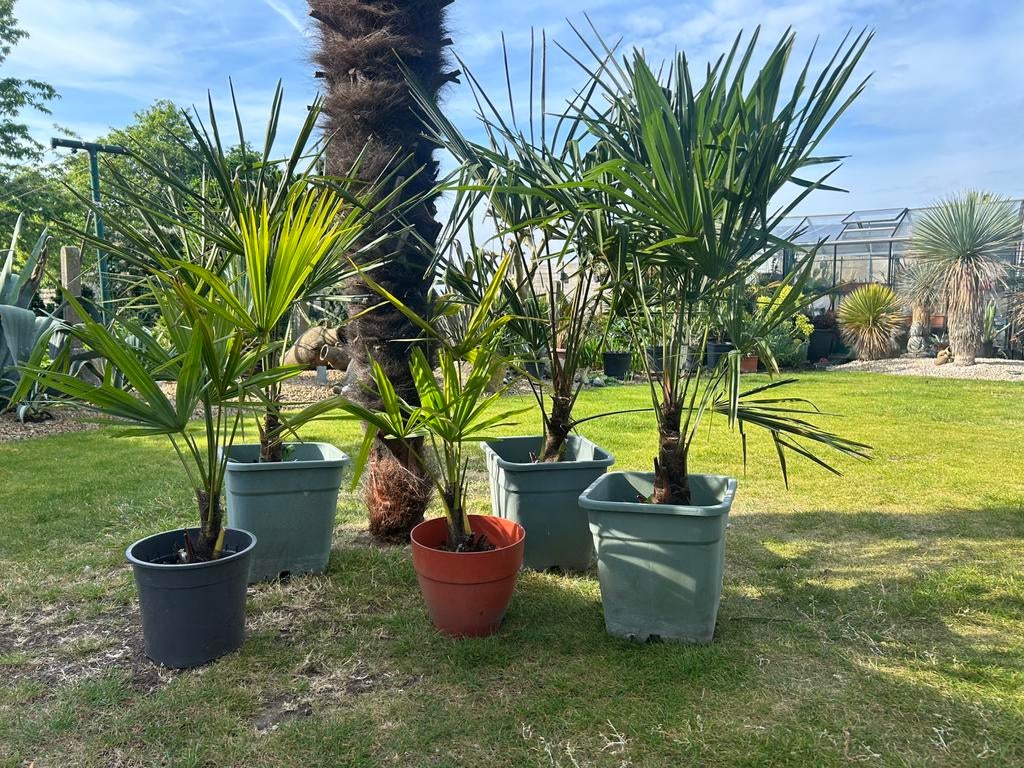 Jonge palmbomen (winterhard), Tuin en Terras, Planten | Bomen, Minder dan 100 cm, Zomer, Palmboom, Ophalen