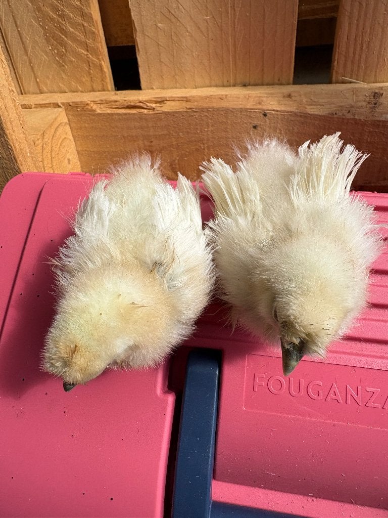 Zijdehoen krul hennen, Dieren en Toebehoren, Pluimvee, Vrouwelijk, Kip