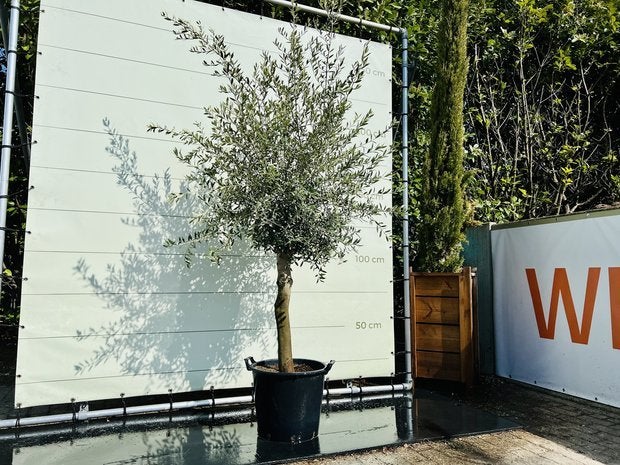 Olijfboom - Olea Europea - stamomvang 20-40 cm, Tuin en Terras