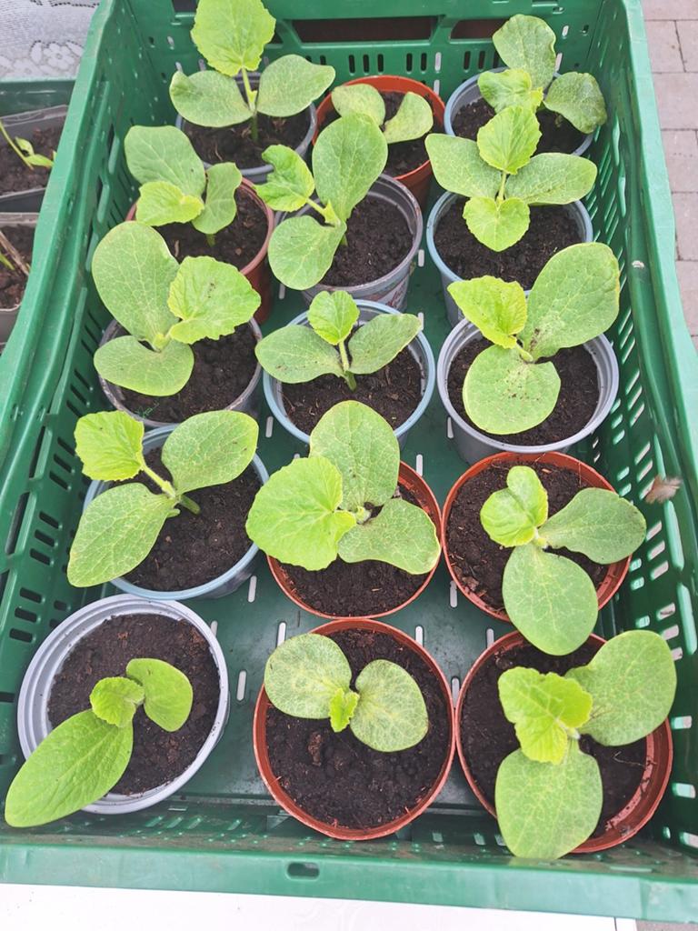Tuin planten, Tuin en Terras, Planten | Tuinplanten, Ophalen of Verzenden