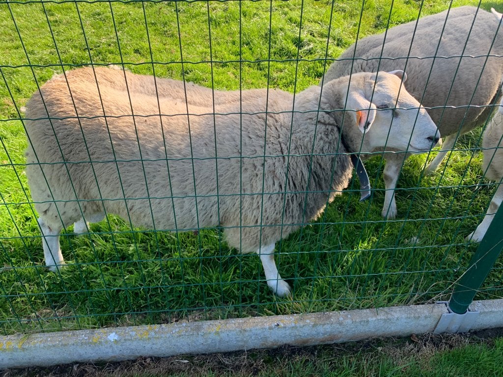 Swifter schapen bok, Mâle, Mouton, 0 à 2 ans