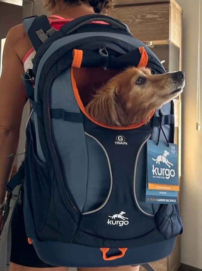 Sac de transport pour petit chien Kurgo G-Train K9,, Enlèvement ou Envoi, Neuf, Bleu