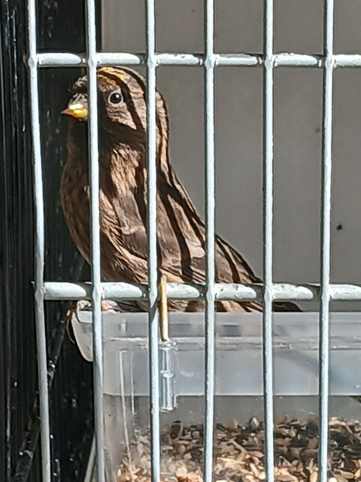jonge kleine barmsijs van 2026(gereserveerd), Dieren en Toebehoren, Mannelijk, Wildzangvogel, Geringd