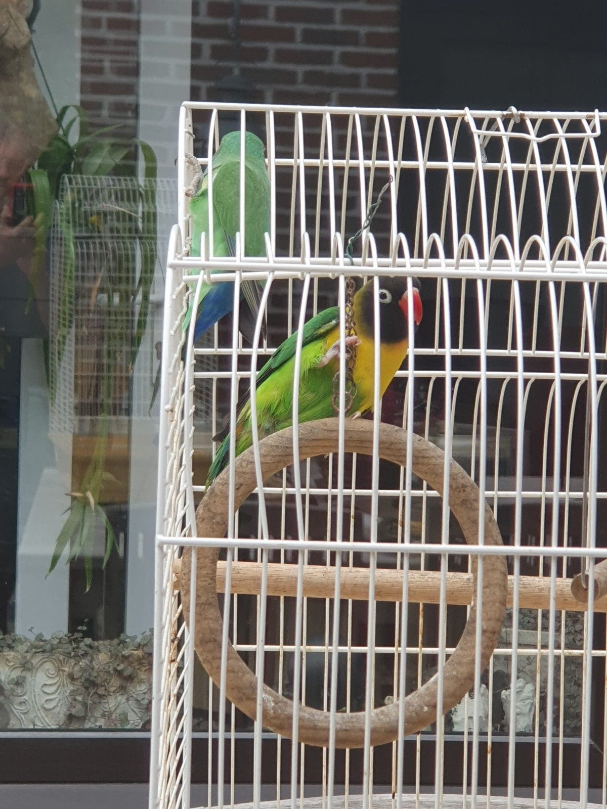 Dwergpapegaaien (koppel agapornis), Dieren en Toebehoren