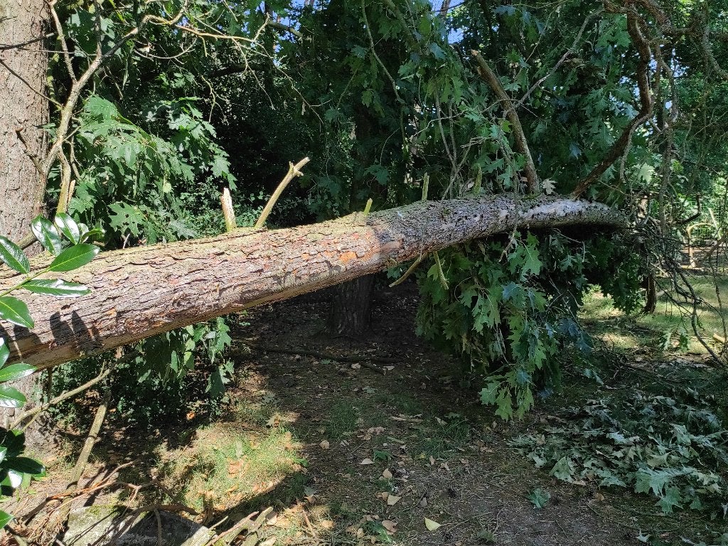 Gratis hout van recent gevallen boom, Tuin en Terras, Brandhout, Ophalen, Overige houtsoorten, Stammen