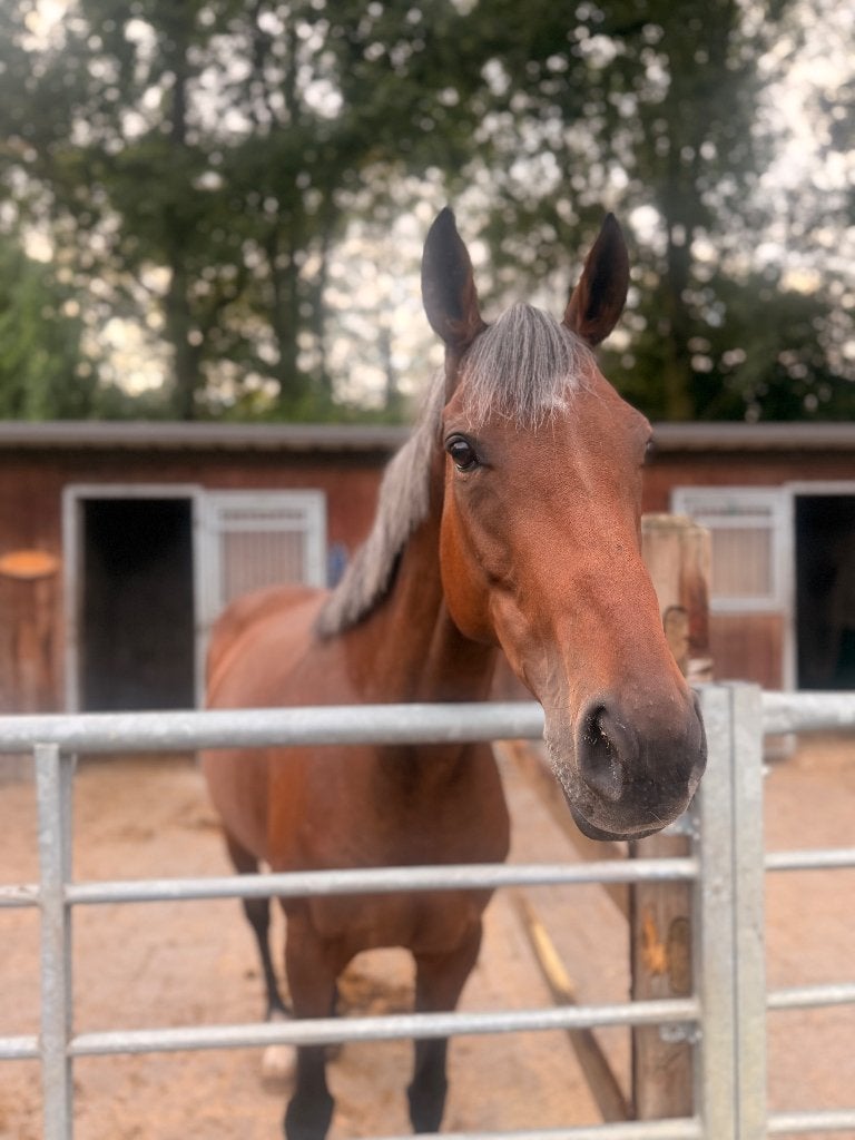 Merie, Merrie, Springpaard, Met stamboom, Niet van toepassing