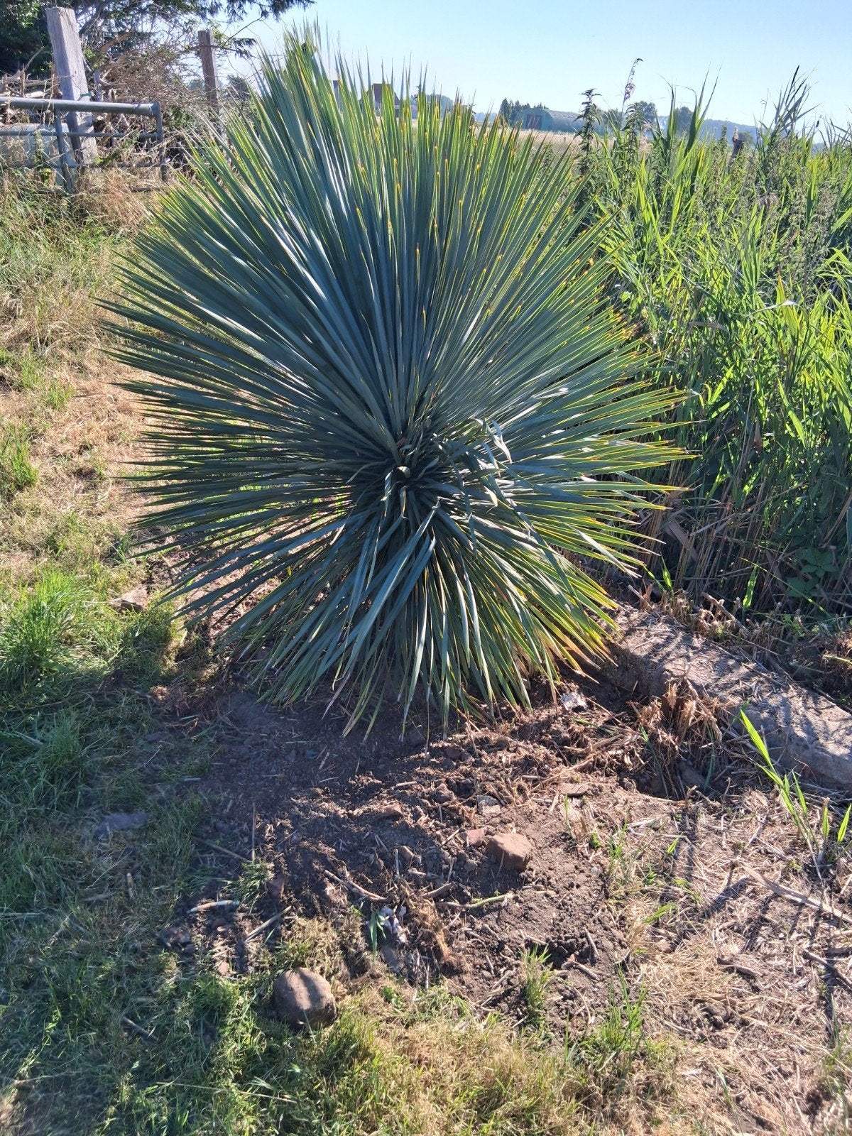 Yucca, Tuin en Terras, Ophalen