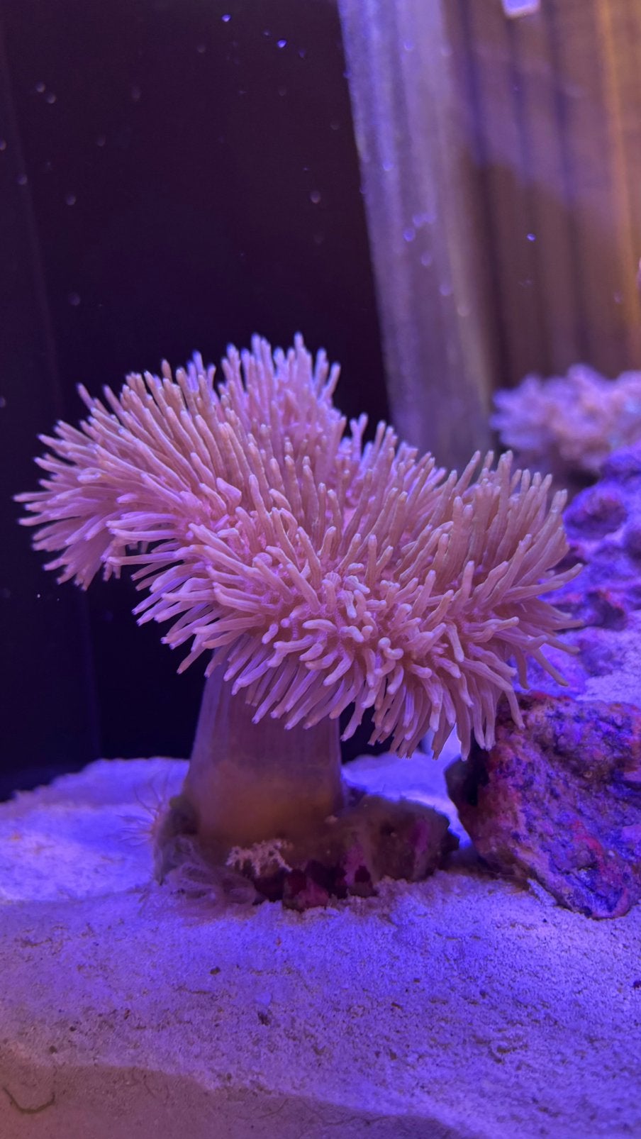 Sarcophyton lederkoraal, Enlèvement