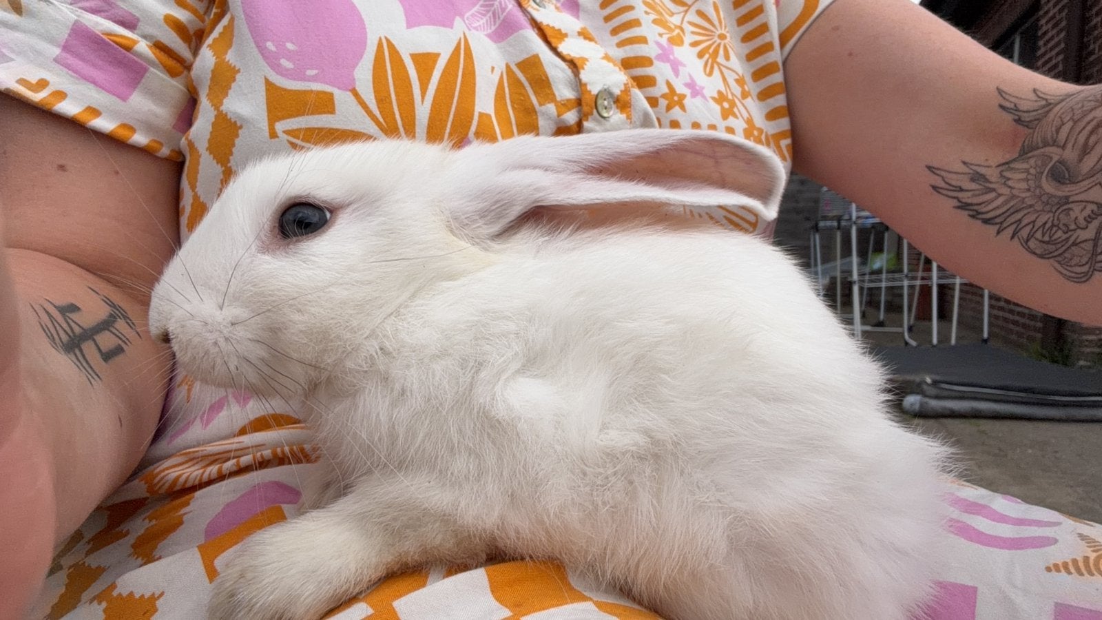 Vlaamse reus konijntjes zoeken nieuwe thuis!, Dieren en Toebehoren, Meerdere dieren, Groot, 0 tot 2 jaar