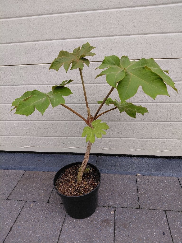 Tetrapanax Rex, Tuin en Terras, Planten | Tuinplanten, Ophalen, Halfschaduw