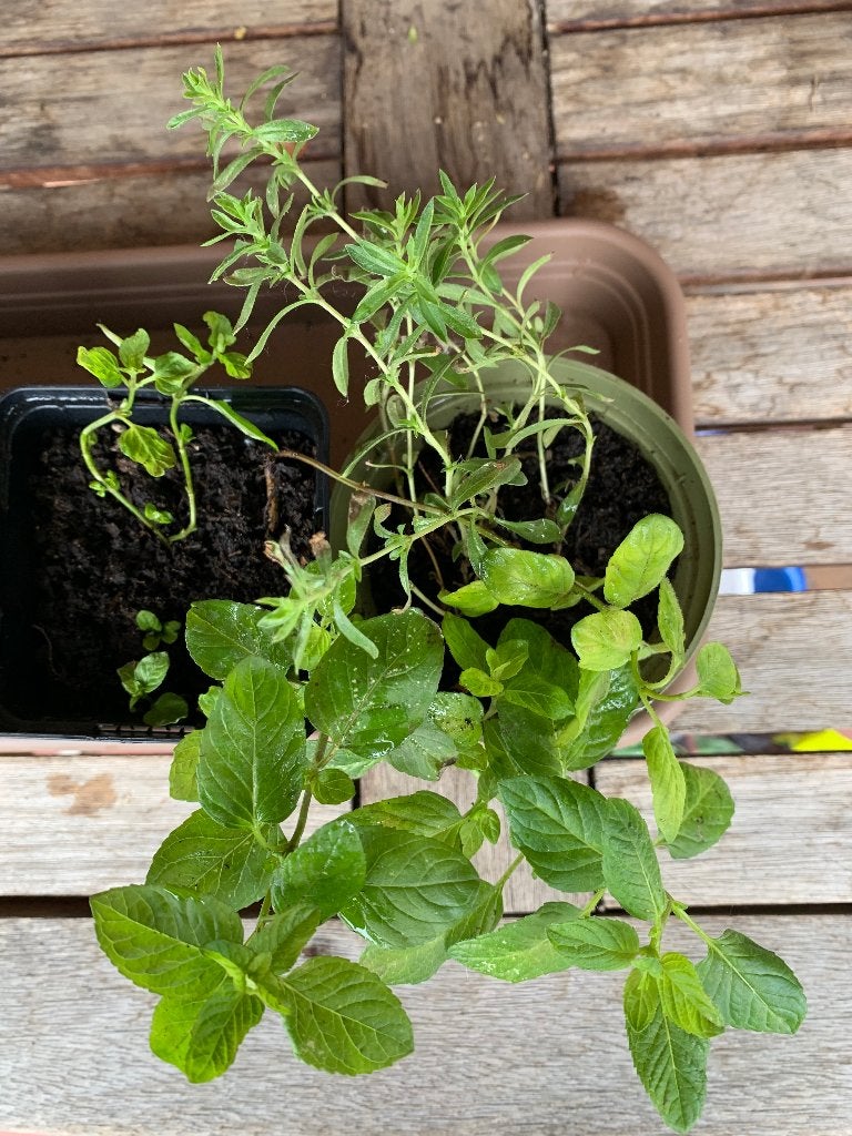 Moestuin plantjes, Tuin en Terras, Ophalen, Volle zon, Groenteplanten, Eenjarig