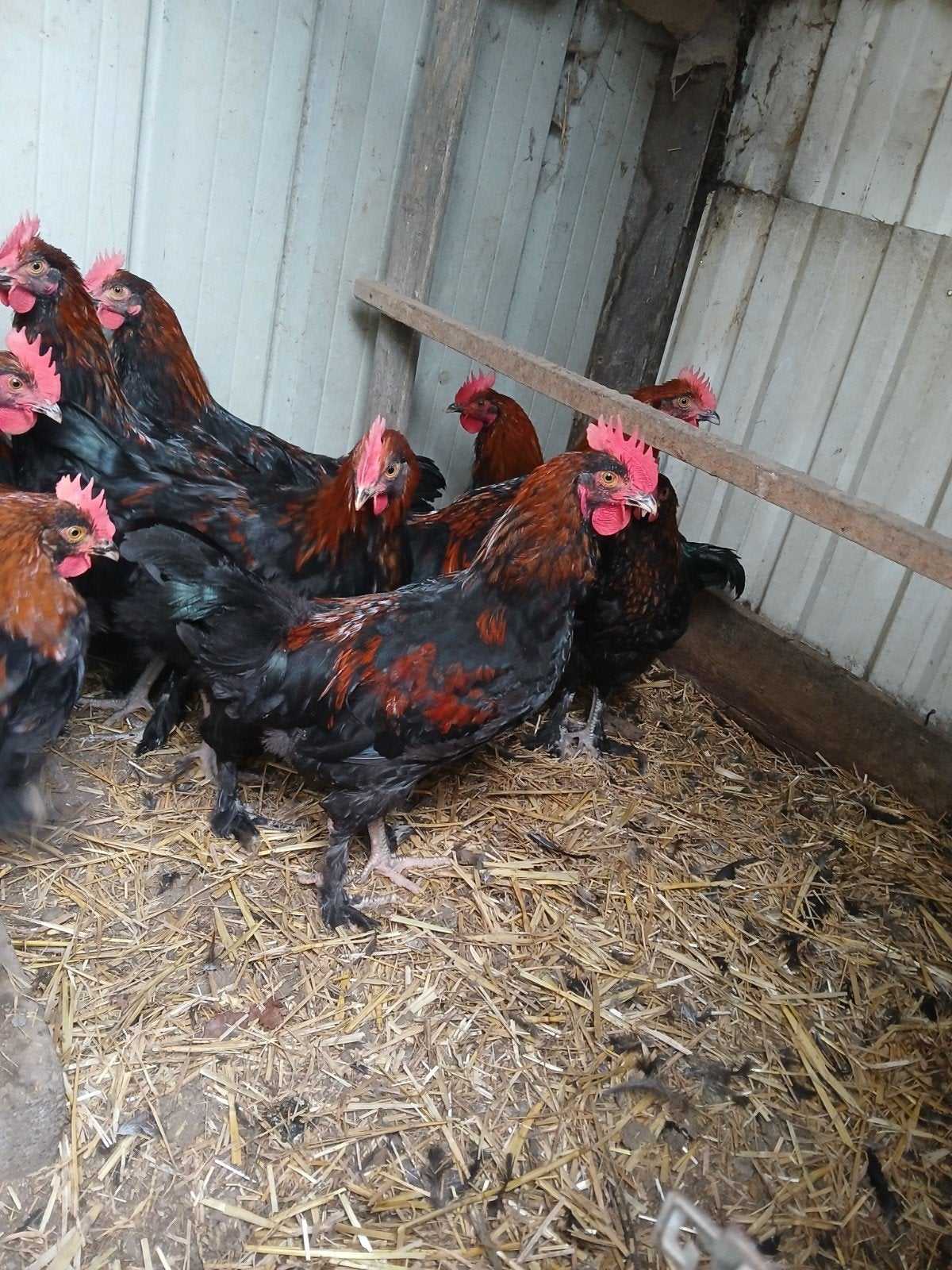 Marans hanen
