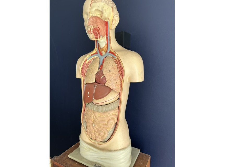 Anatomisch model van torso mens Depex Somso - 85 cm, Antiquités & Art, Curiosités & Brocante