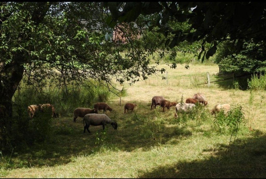 Mouton de cameroun, Plusieurs animaux, Mouton, 0 à 2 ans