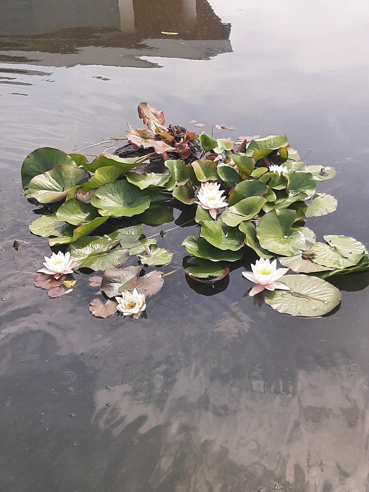 Vijverplant waterlelie wit licht roze, Ophalen