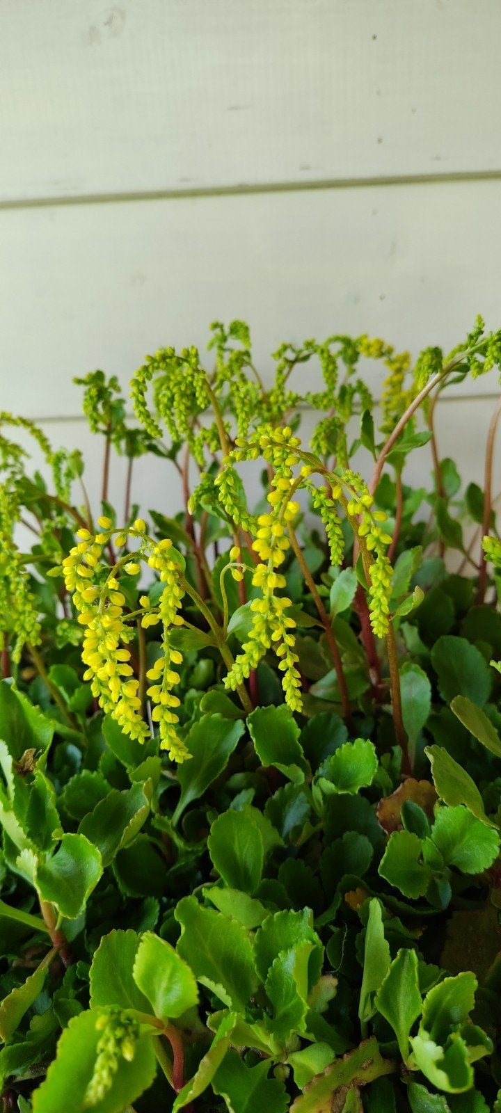 Chiastophyllum, Tuin en Terras, Planten | Struiken en Hagen, Ophalen