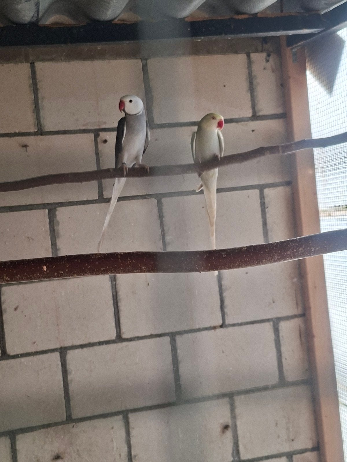 prachtig kweekkoppel halsbanden, Dieren en Toebehoren