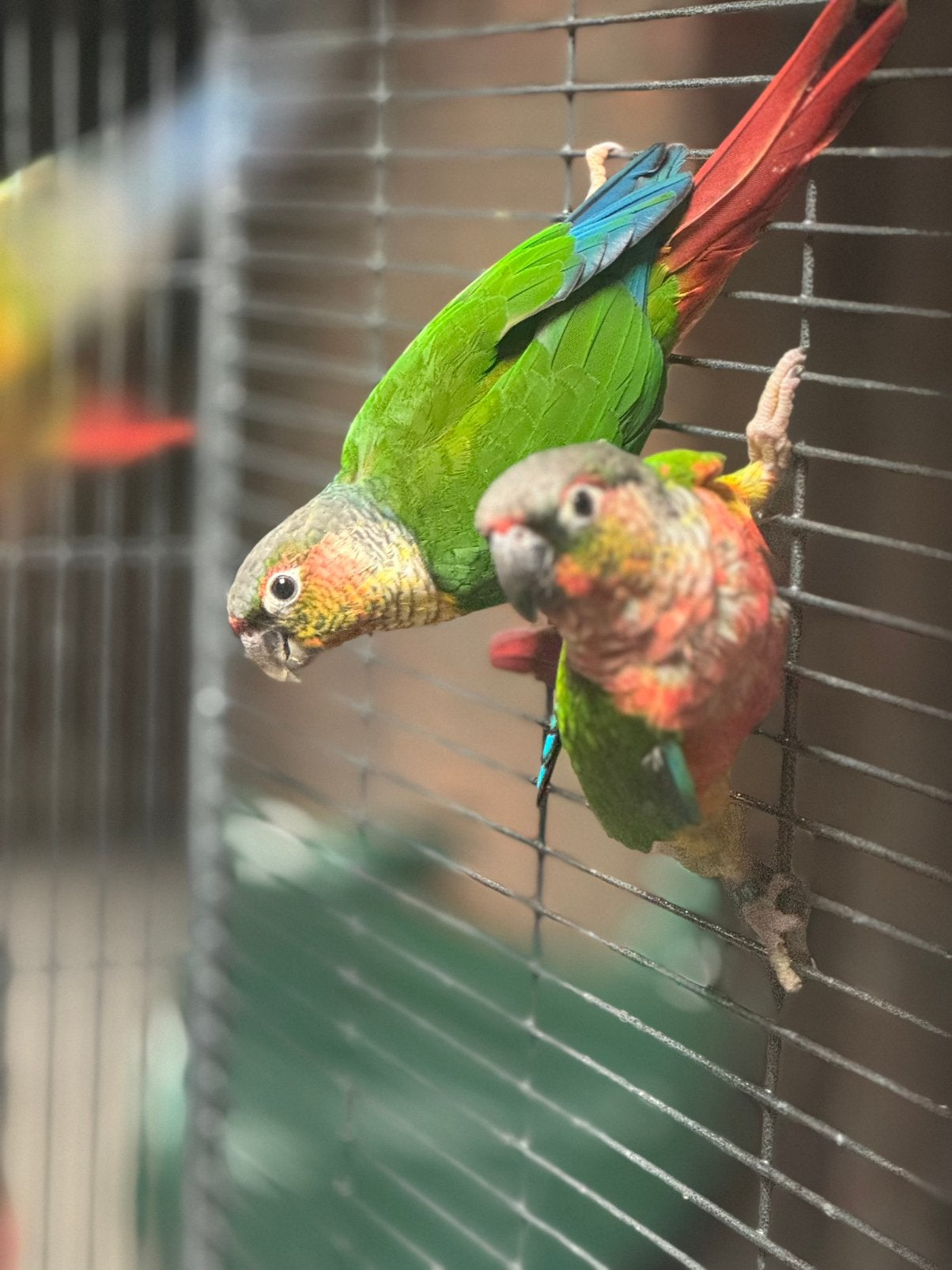 2 conures extremes red mâle sexée epp pyrrhura, Dieren en Toebehoren, Mannelijk