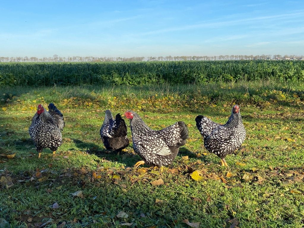Wyandotte kriel Zilver Zwart gezoomd gesekst en ingeënt, Dieren en Toebehoren, Pluimvee, Vrouwelijk, Kip