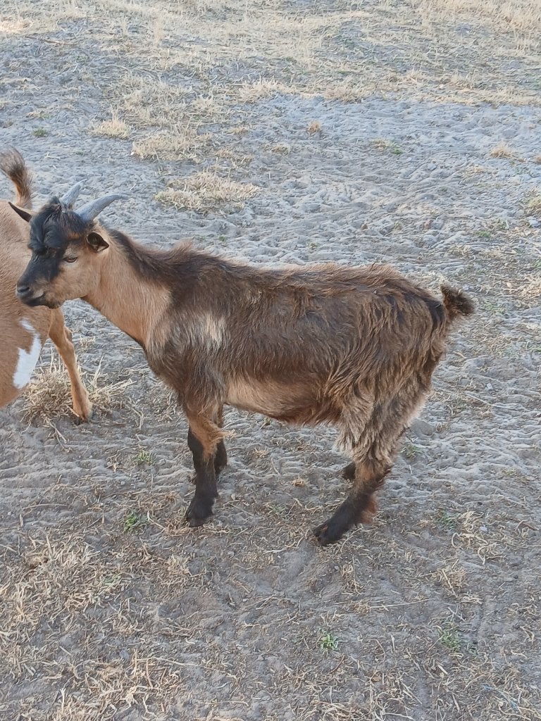 dwerggeit, Dieren en Toebehoren, Schapen, Geiten en Varkens, Mannelijk, Geit, 0 tot 2 jaar