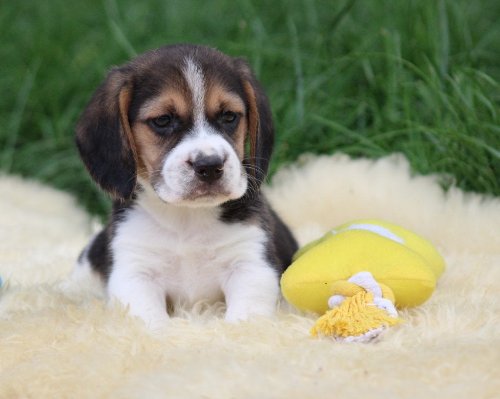 Beagle pups, Dieren en Toebehoren, België, Beagle, Reu, CDV (hondenziekte)