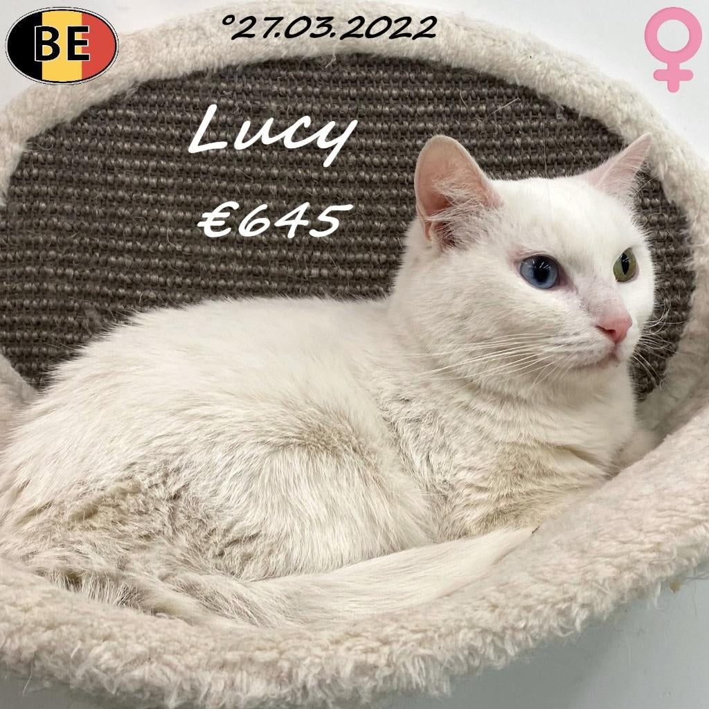 Chat Européen, Lucy - recherche un doux foyer, Chatte ou Chat, À poils courts, 3 à 5 ans