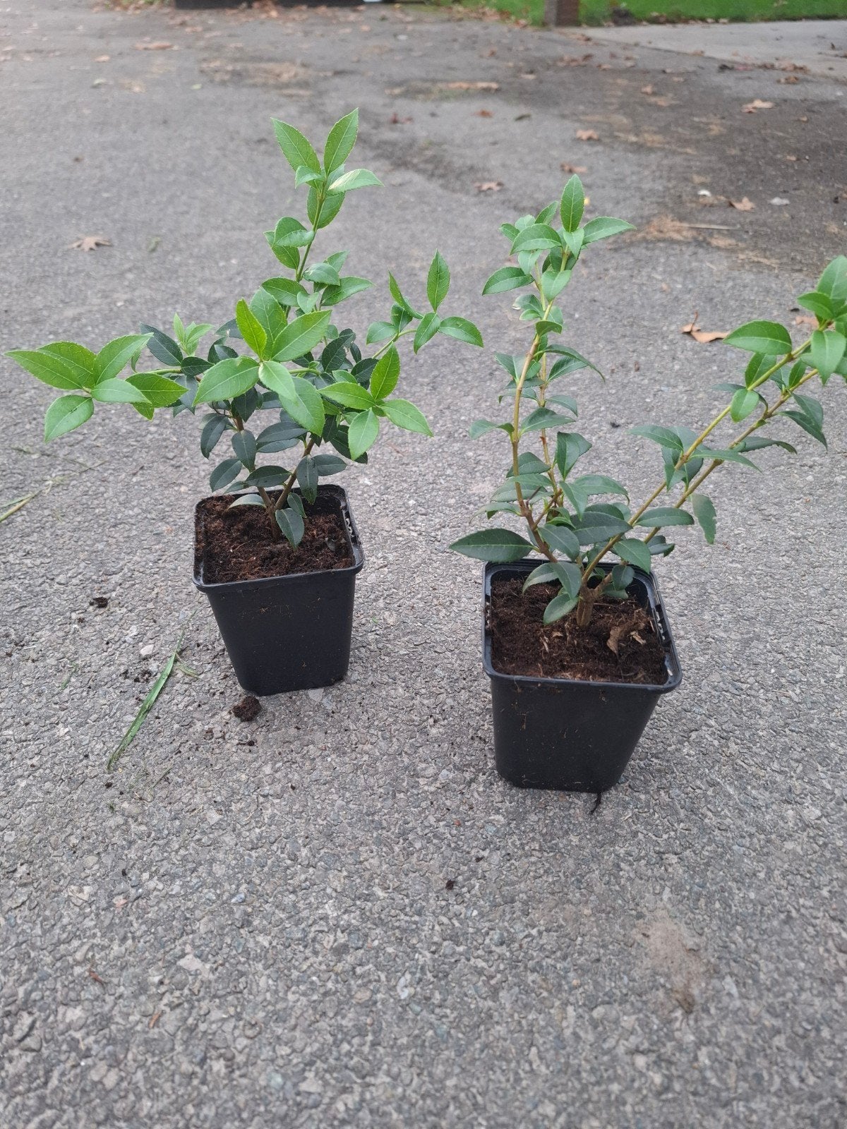 Osmanthus Burkwoodii - p9, Jardin & Terrasse, Enlèvement, Arbuste