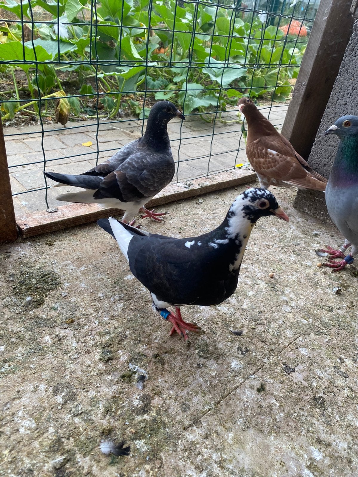 Zwart bonte jongen, Dieren en Toebehoren, Vogels | Duiven, Meerdere dieren, Postduif
