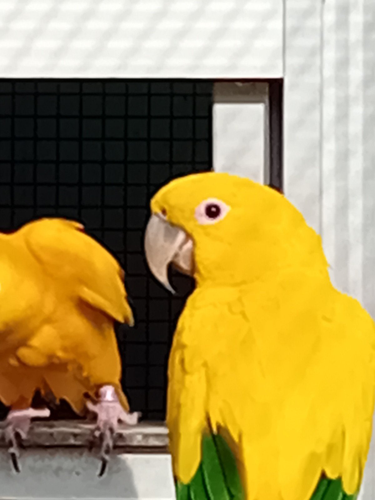 Perruche dorée, Animaux & Accessoires, Oiseaux | Perruches & Perroquets
