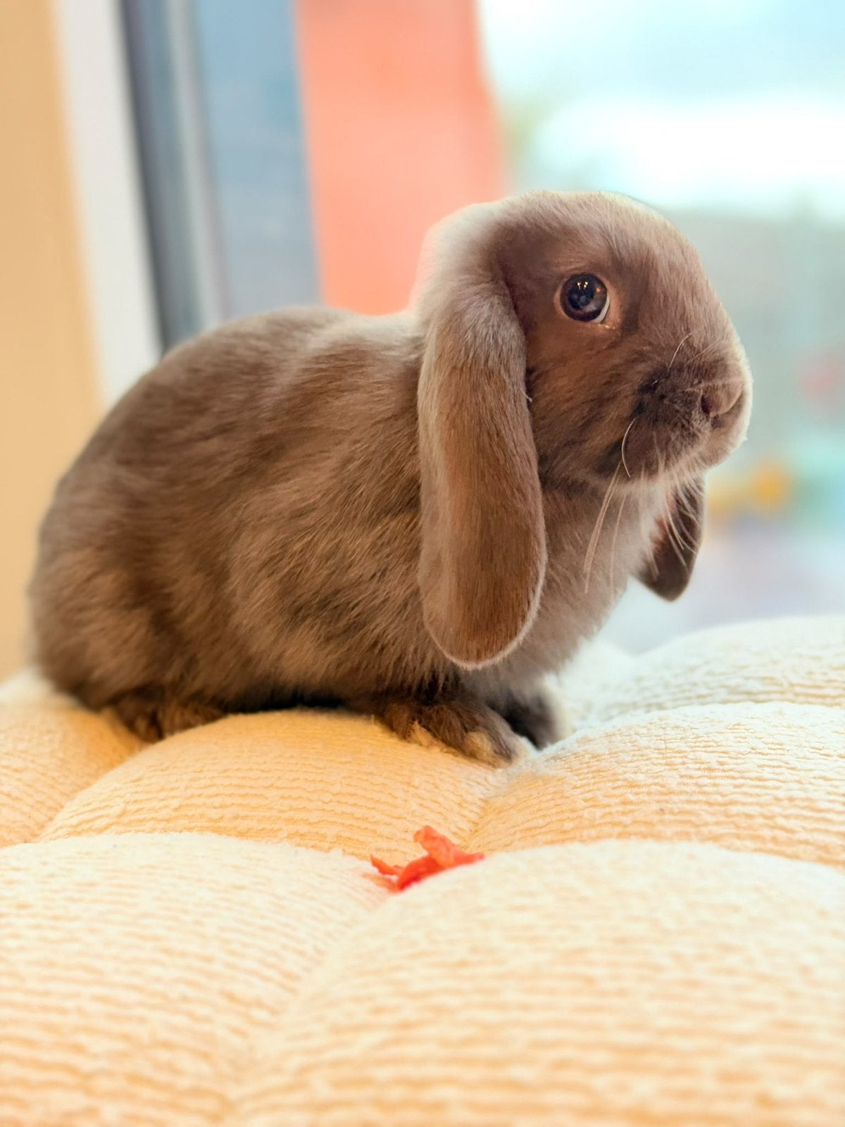 Lapin nain à vendre femelle, Femelle, Nain, Oreilles tombantes, 0 à 2 ans