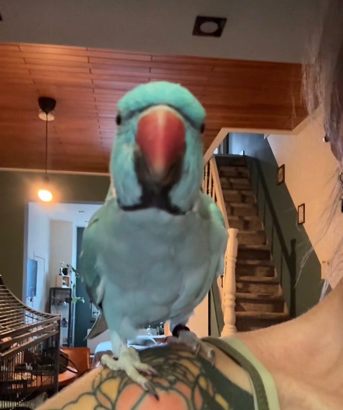 Super leuke tamme halsbandparkiet, Animaux & Accessoires, Oiseaux | Perruches & Perroquets