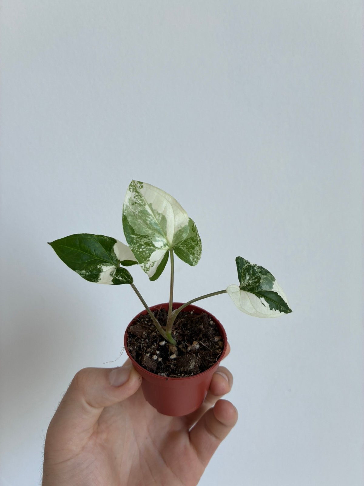 Syngonium albo stekken, Ophalen
