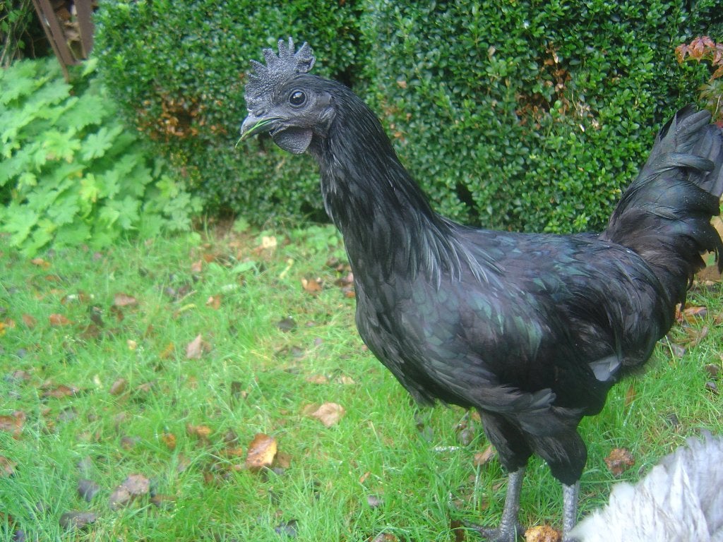 koppel ayam cemani, Dieren en Toebehoren, Meerdere dieren, Kip