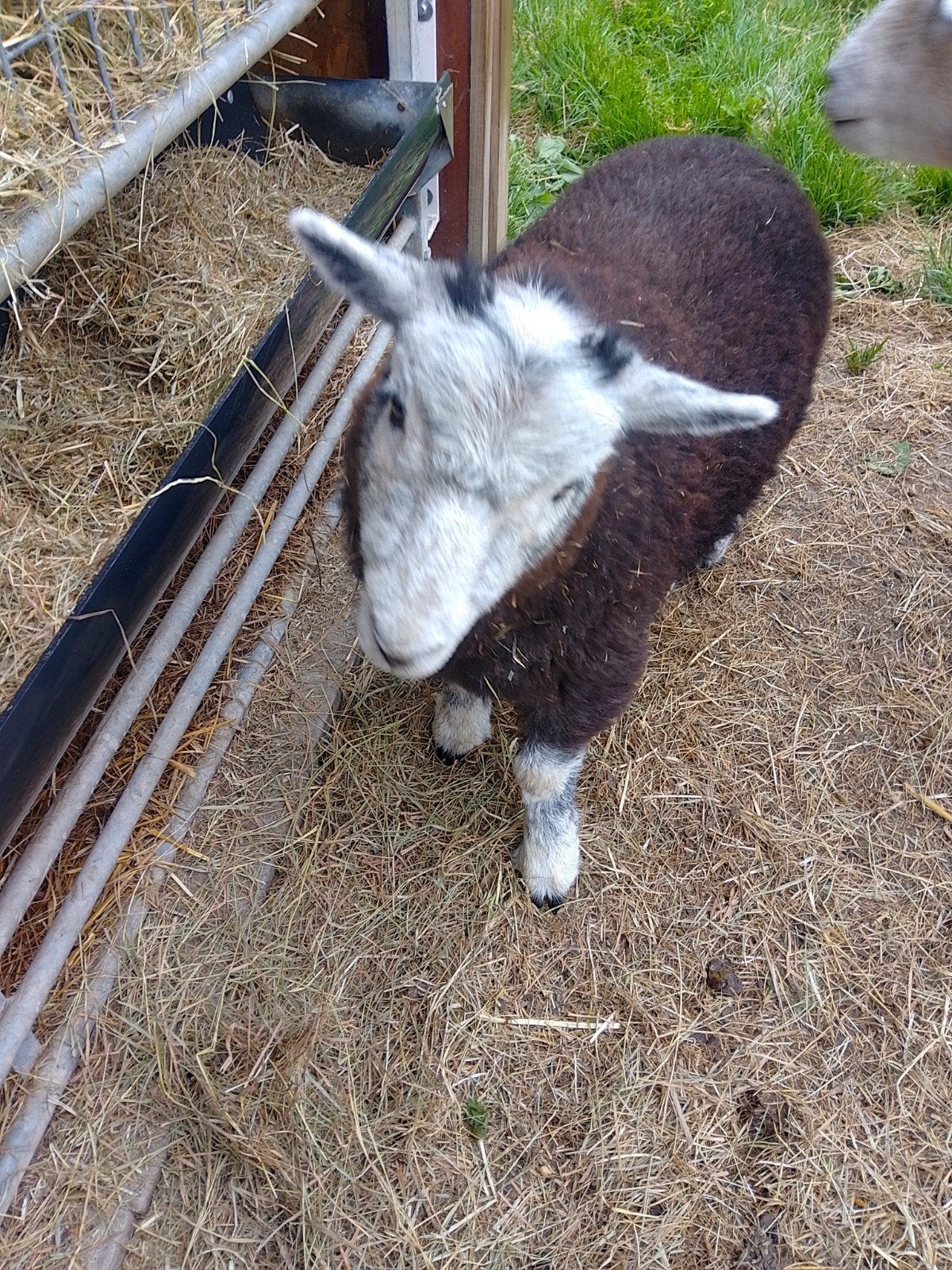 Herdwick ram en ooi