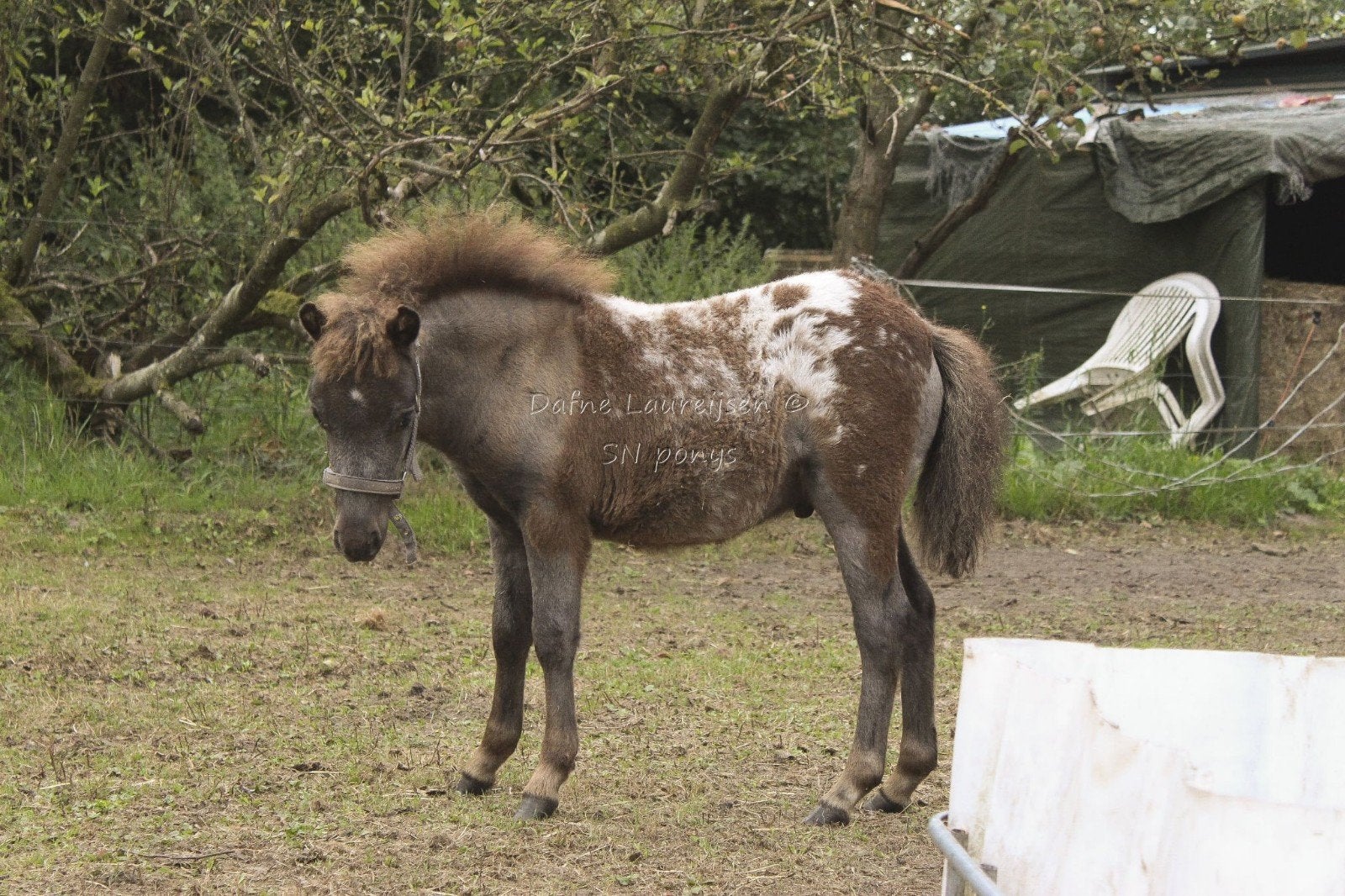 appaloosa hengst veulen 🩵, Étalon