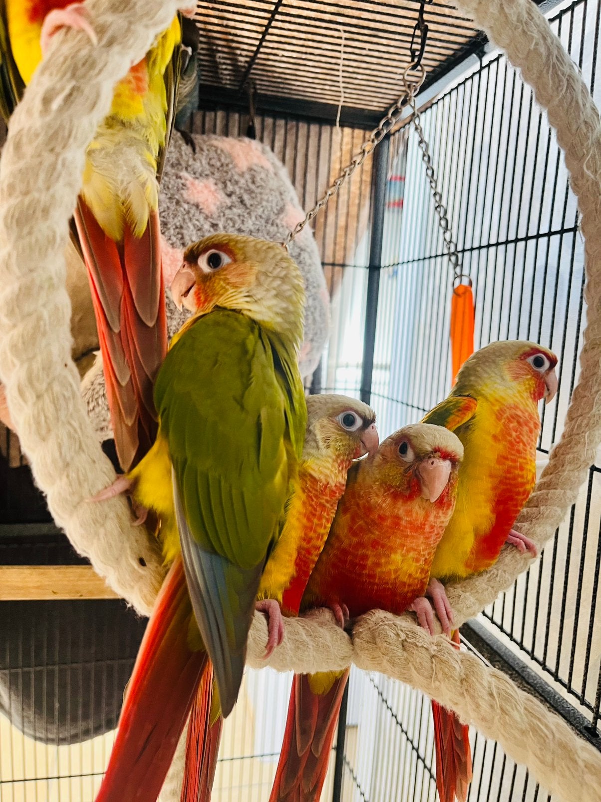 Conure  pyrrhura molinae. EAM, Mâle