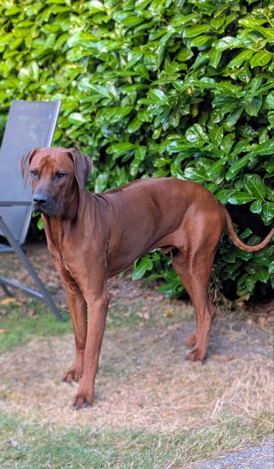 Rhodesian ridgeback reu, Animaux & Accessoires, Chiens | Beagles, Bassets & Chiens courants, 1 à 2 ans, Chien (mâle), Autres races