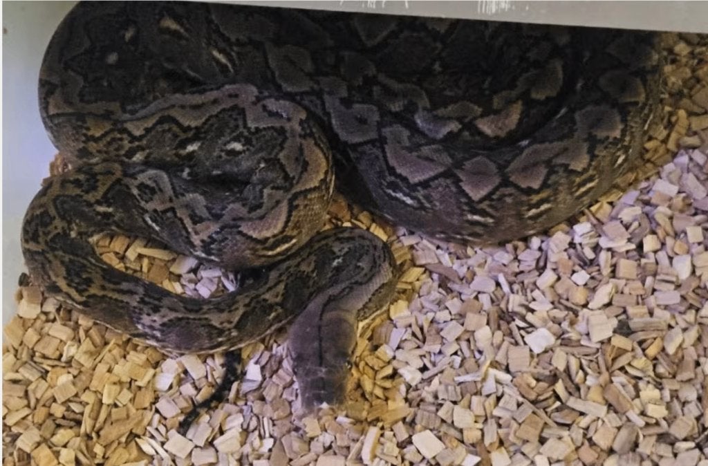 couples 1.1 python reticulatus KAROMPA super nain F1 rare, Animaux & Accessoires, Reptiles & Amphibiens