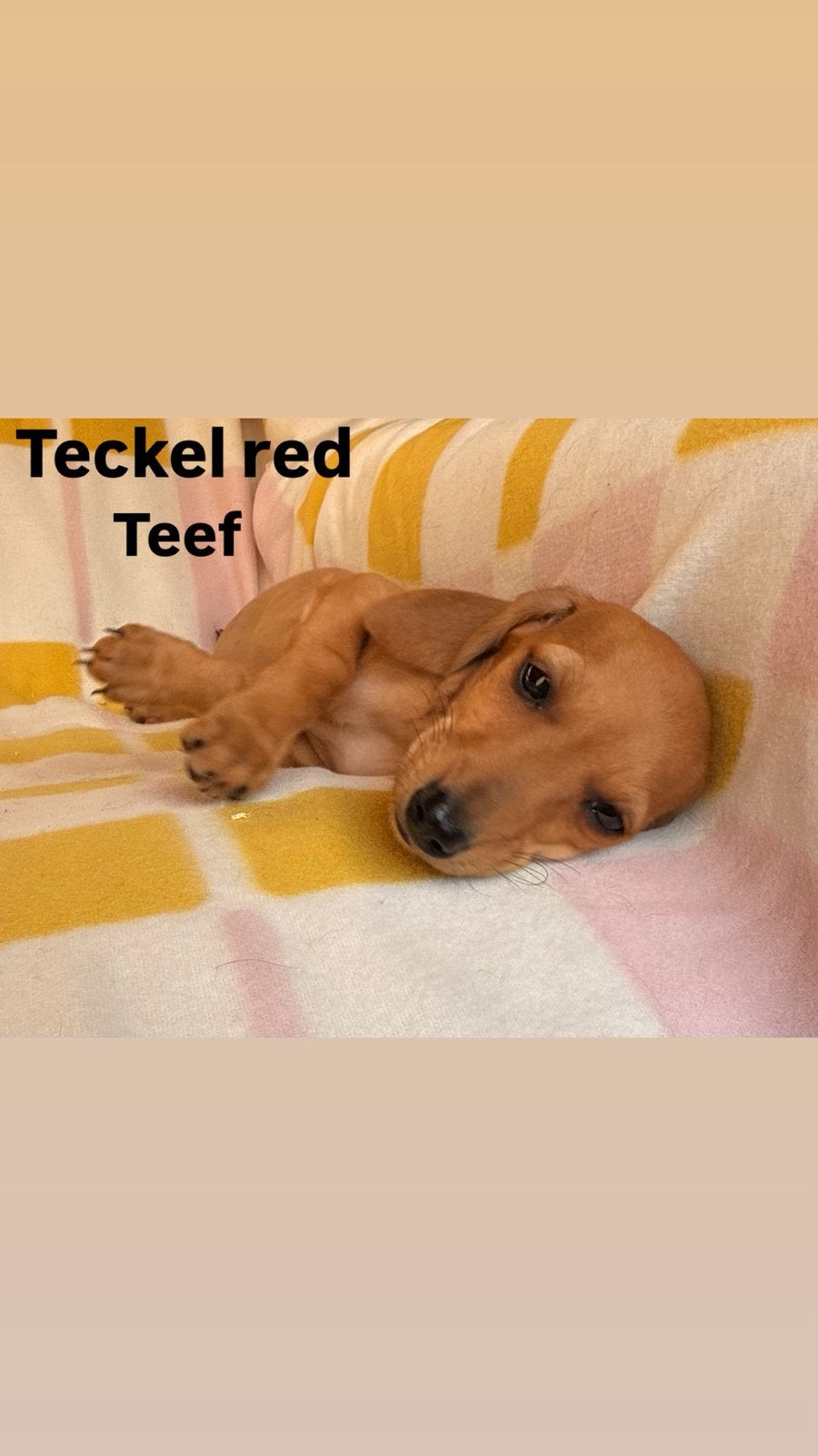 Teckel teefje, Dieren en Toebehoren, Honden | Teckels en Dashonden, België, CDV (hondenziekte), 8 tot 15 weken, Korthaar