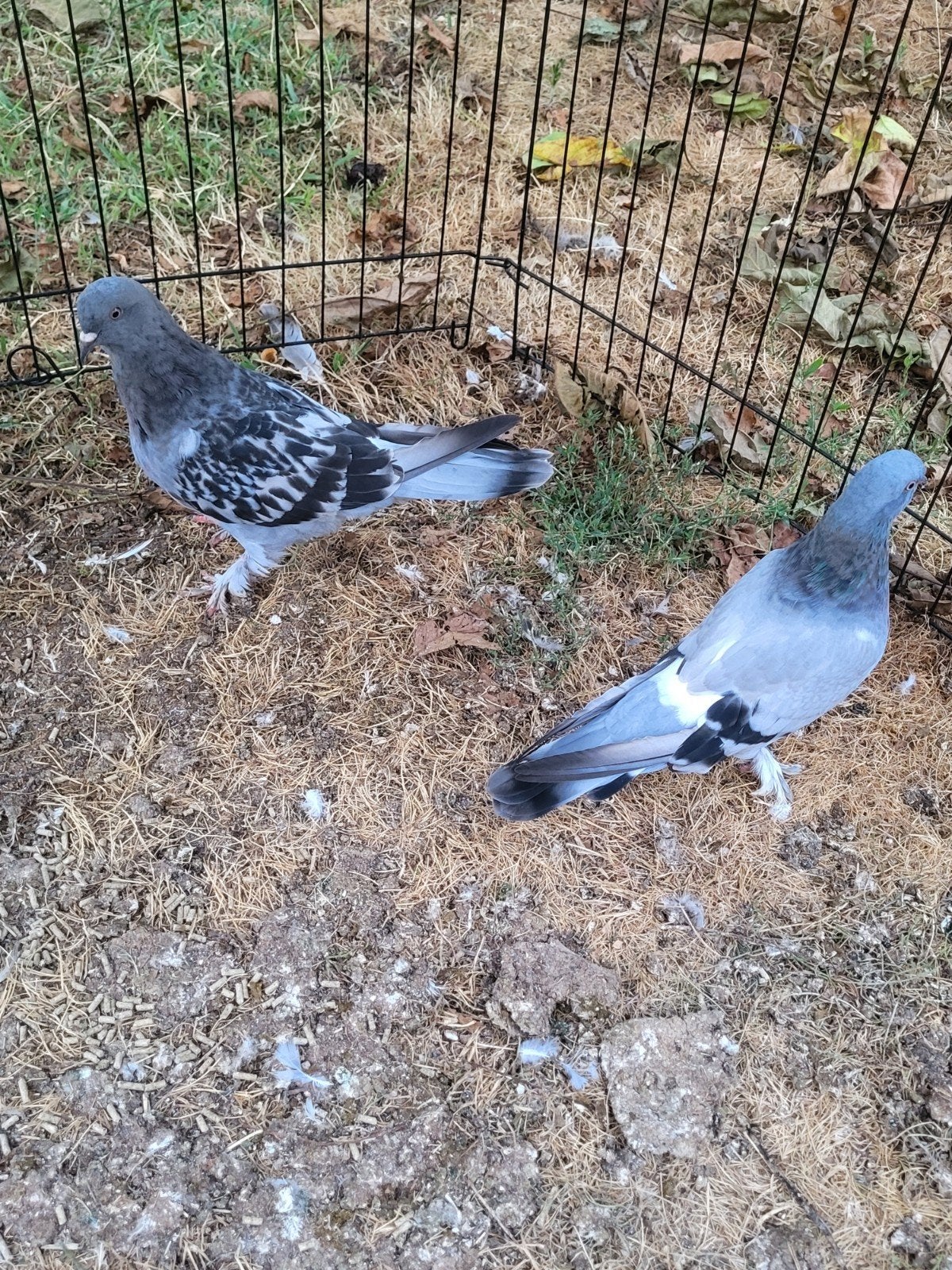 2 turkse taklas, salto duiven
