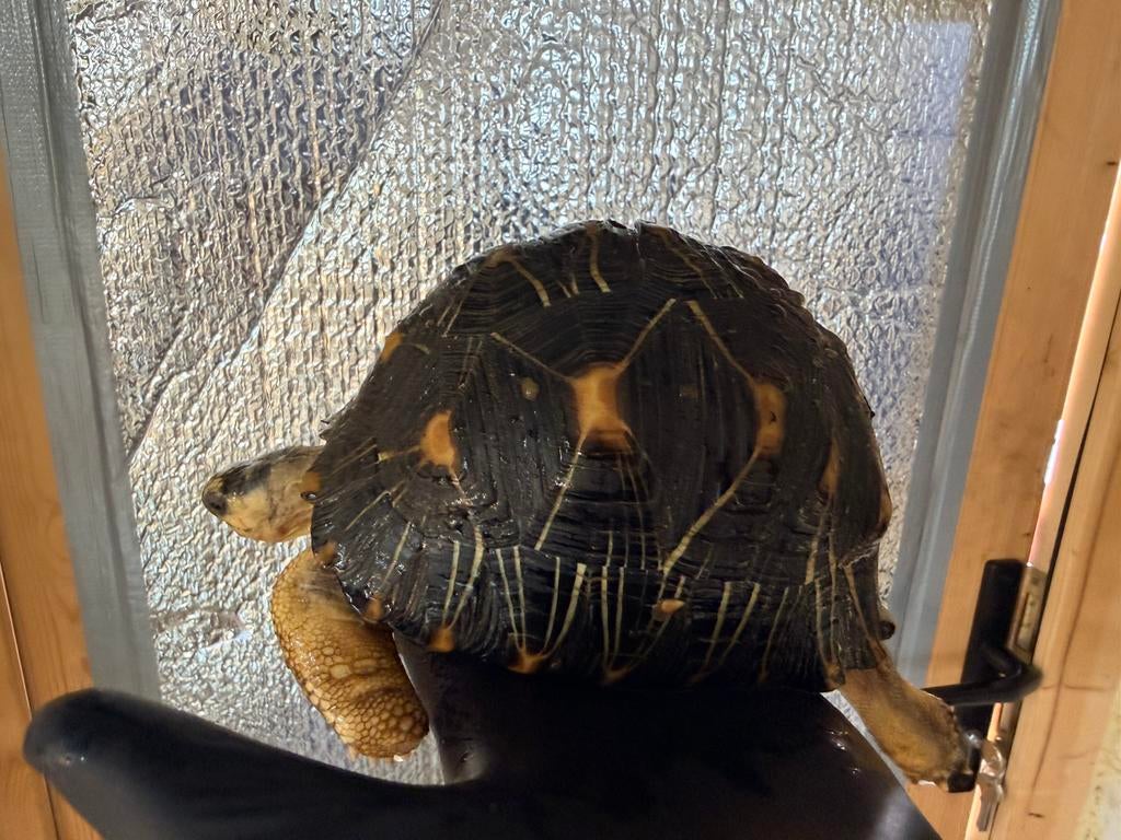 Tortue radiata, Dieren en Toebehoren
