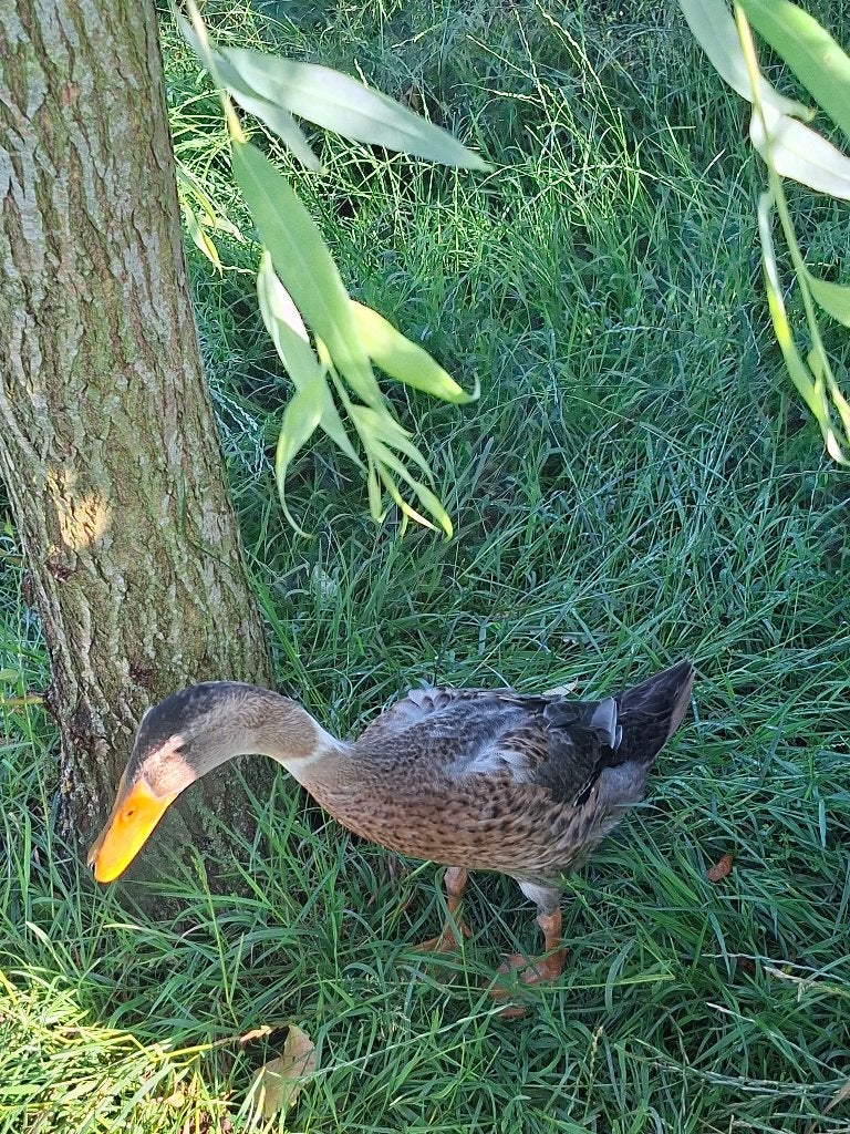 loopeend mannetje, Dieren en Toebehoren, Pluimvee, Mannelijk, Eend