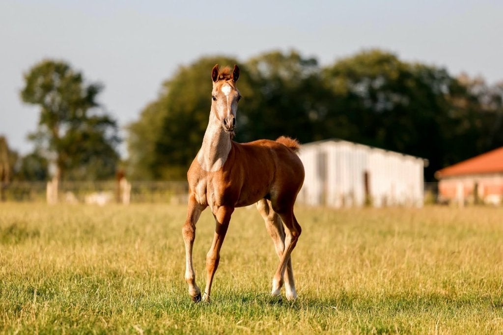 Poulains arabes à bas prix, Animaux & Accessoires, Plusieurs animaux, Cheval de récréation, Avec pedigree, 0 à 2 ans