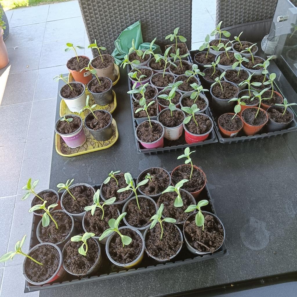 Zonnebloemen, Tuin en Terras, Ophalen