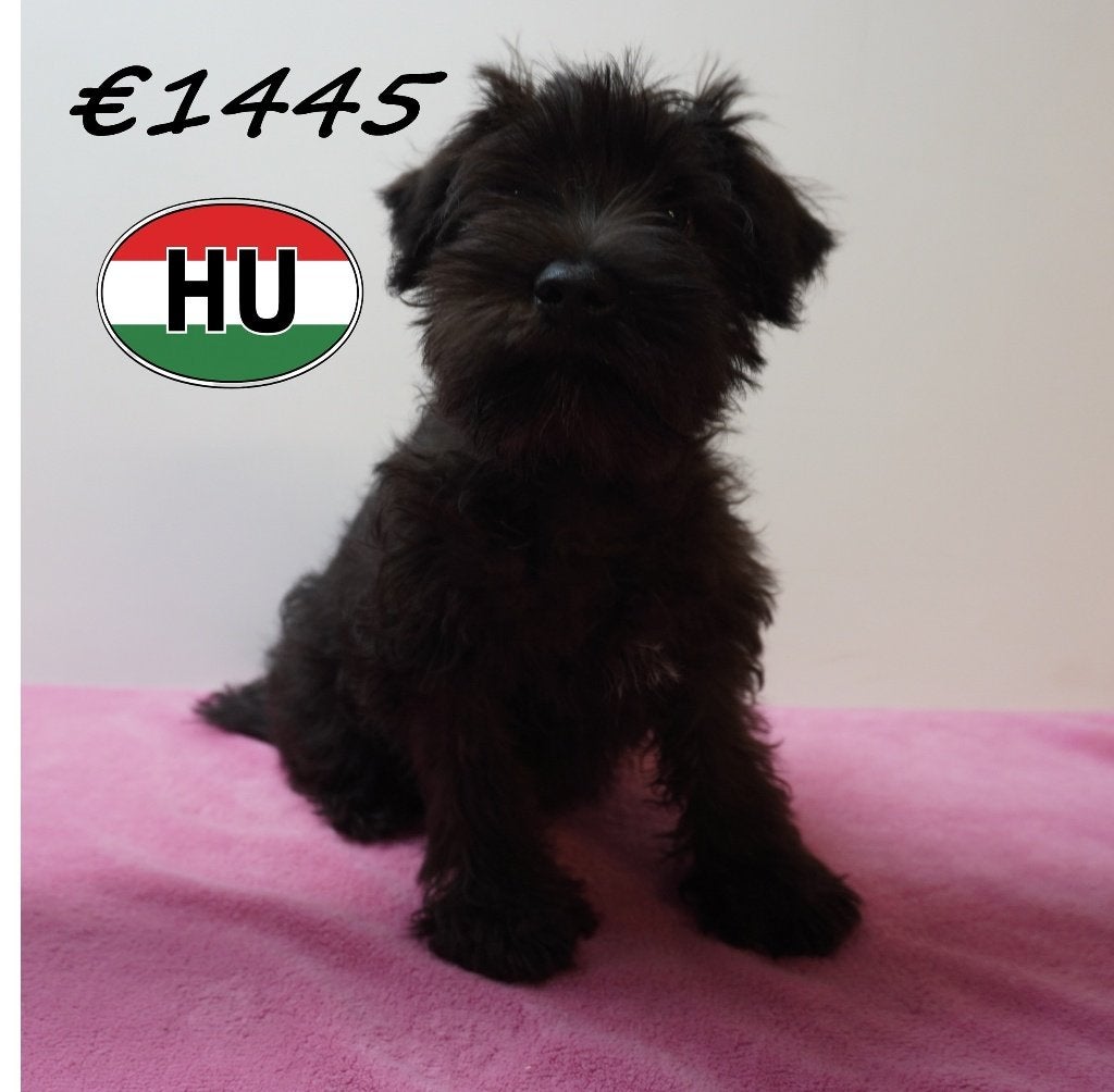 Chiots Schnauzer Nain à vendre — Élégance et caractère, 15 semaines à 1 an, Hépatite contagieuse (maladie de Rubarth), Plusieurs