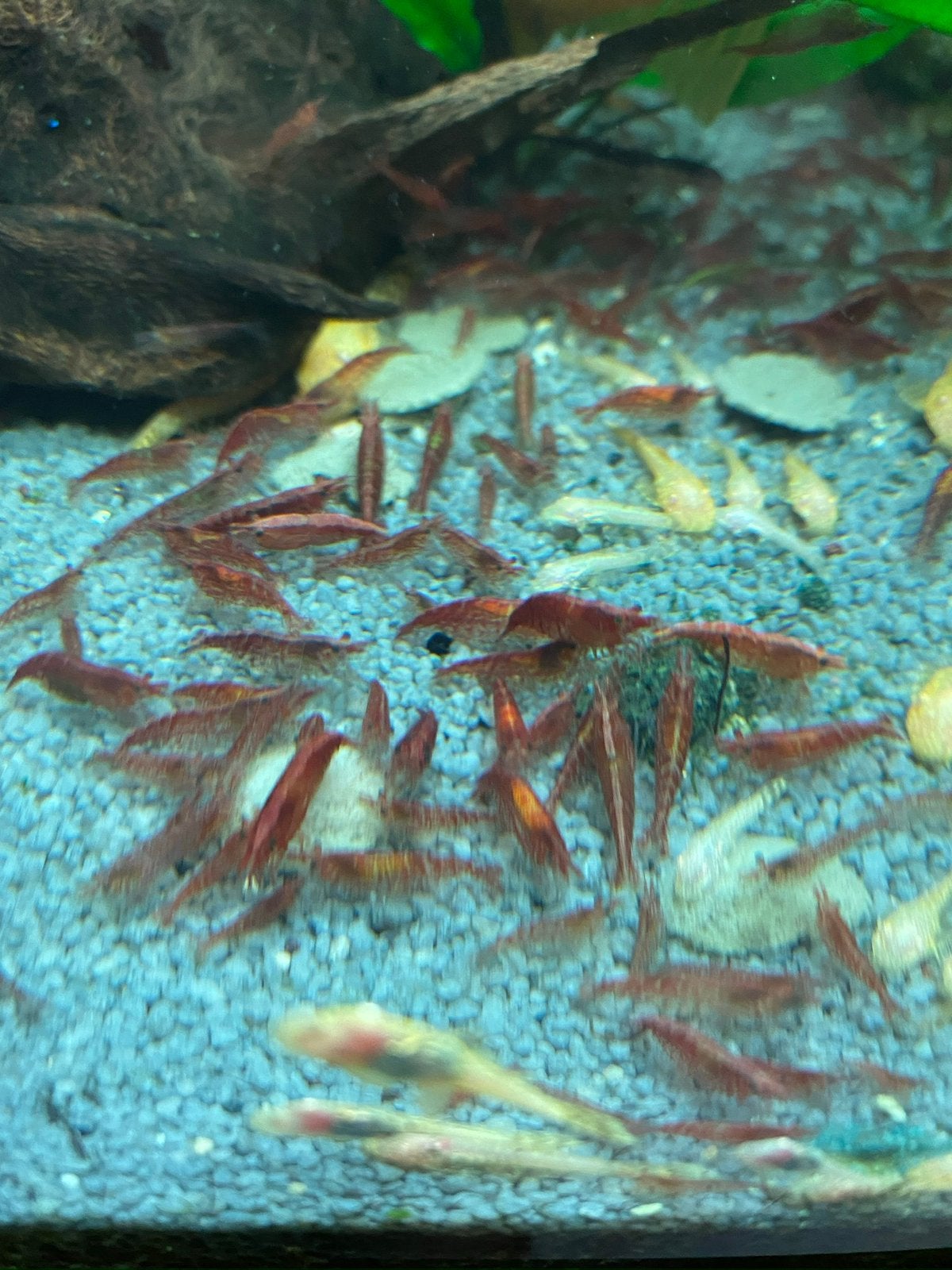 Vuurgarnalen/ red cherry, Homard, Crabe ou Crevette, Poisson d'eau douce, Banc de poissons