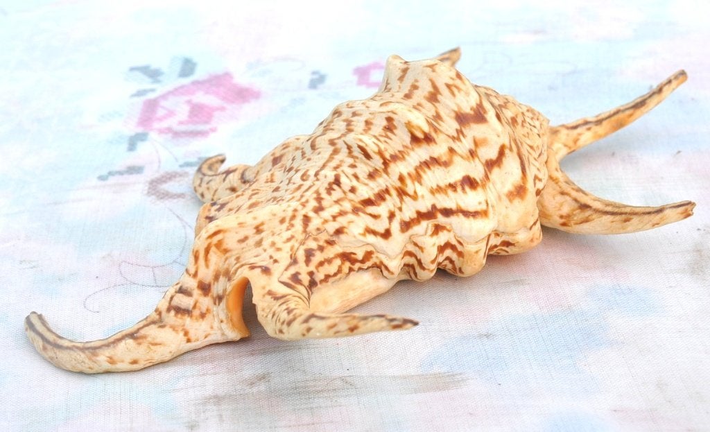coquillage des philippines, Ophalen of Verzenden, Schelp(en)